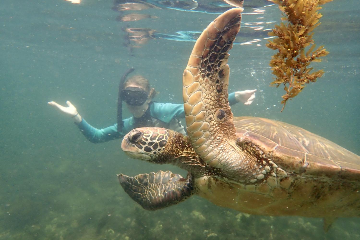 一名<a href='http://pk.clubdugagnant.com'>全球十大赌钱排行app</a>学生在Galápagos群岛游学途中与一只巨龟游泳.